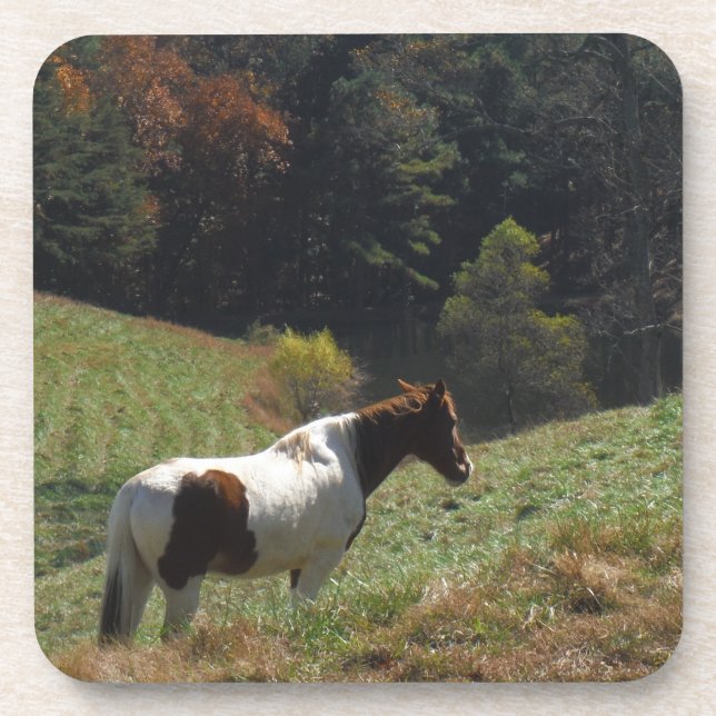 Brown and white horse at autumn pond coaster (Front)