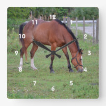 brown and white horse grazing equine animal