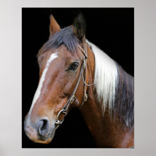 Brown and white horse poster