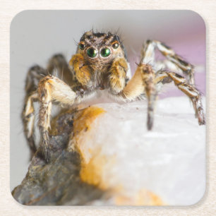 Brown and White Jumping Spider on White Rock Square Paper Coaster