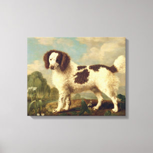 Brown and White Norfolk or Water Spaniel, 1778 (oi Canvas Print
