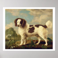 Brown and White Norfolk or Water Spaniel, 1778 (oi
