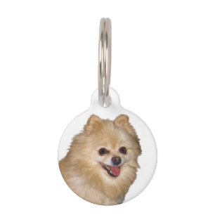 Brown and White Pomeranian Dog Pet Tag