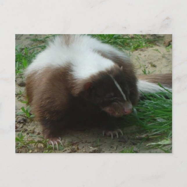 Brown and White Skunk Postcard (Front)