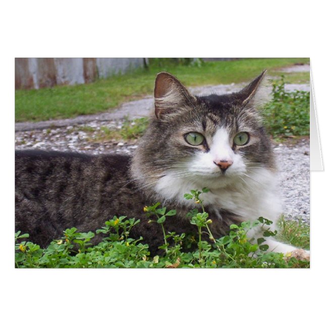 Brown and White Tabby Cat (Front Horizontal)
