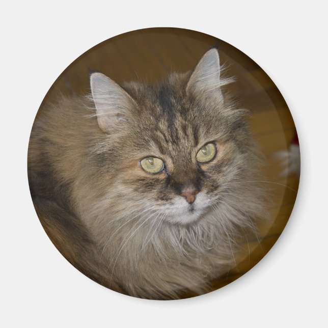 Brown Angora Cat Magnet (Front)