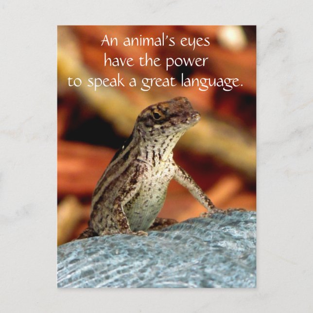 Brown Anole (Lizard) Postcard (Front)