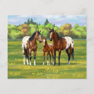 Brown Bay Appaloosa Horses In Summer Pasture