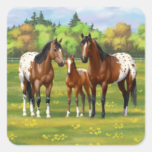 Brown Bay Appaloosa Horses In Summer Pasture Square Sticker