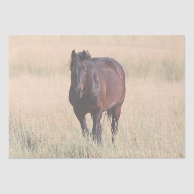 Brown Bay Wild Mustang Horse Tissue Paper (Front)