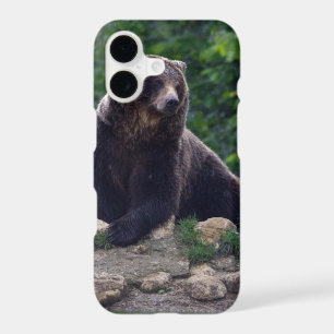 Brown bear
