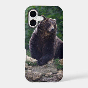 Brown bear