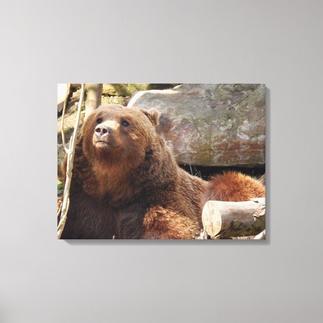 Brown bear at the zoo view canvas print (Front)