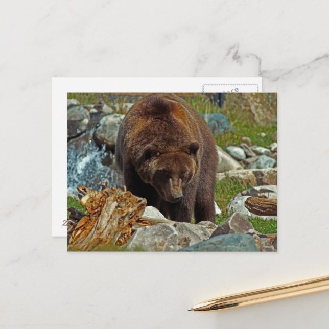 Brown Bear at Yellowstone Postcard (Front/Back In Situ)