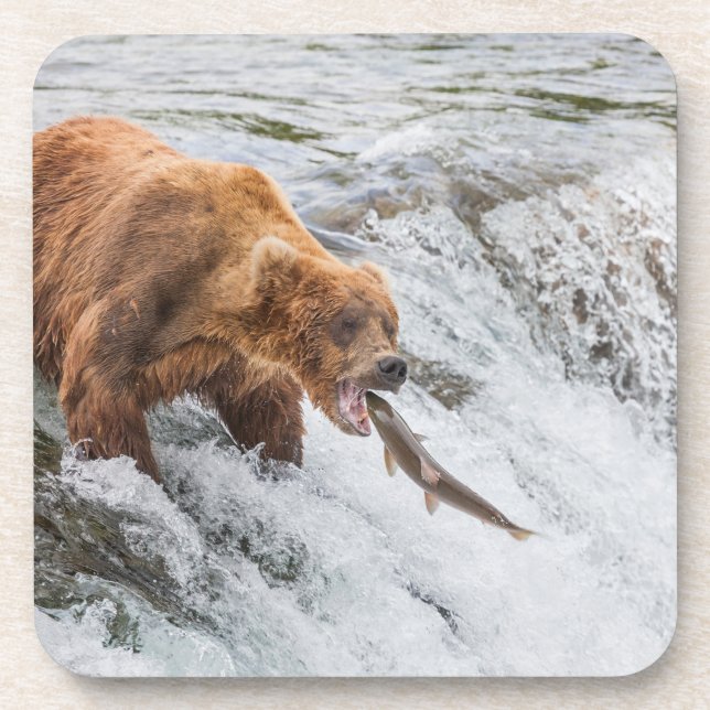 Brown Bear Catches Red Salmon Coaster (Front)