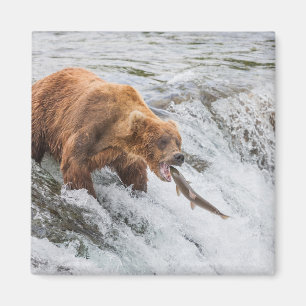 Brown Bear Catches Red Salmon Magnet