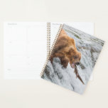 Brown Bear Catches Red Salmon Planner<br><div class="desc">Brown bears fish for red salmon at the falls of the Brooks River,  Katmai National Park,  southwest,  Alaska.</div>