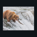 Brown Bear Catches Red Salmon Postcard<br><div class="desc">Brown bears fish for red salmon at the falls of the Brooks River,  Katmai National Park,  southwest,  Alaska.</div>
