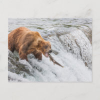 Brown Bear Catches Red Salmon