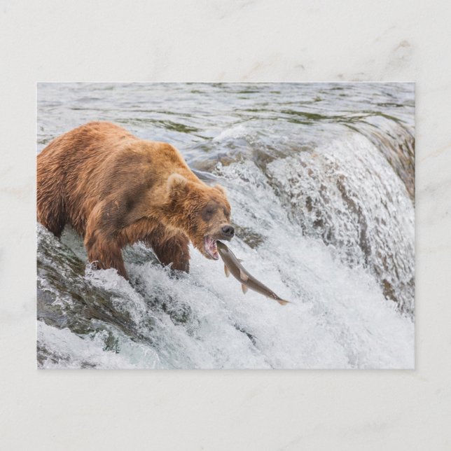 Brown Bear Catches Red Salmon Postcard (Front)