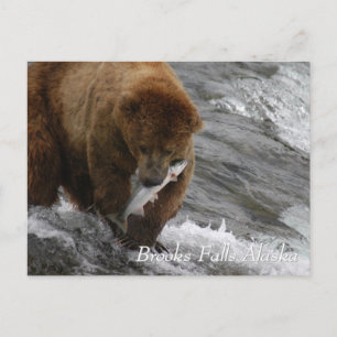 Brown bear caught a salmon in Brooks Falls Alaska  Postcard