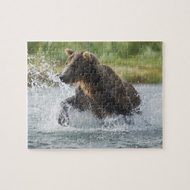 Brown Bear chasing salmon in river Jigsaw Puzzle (Horizontal)