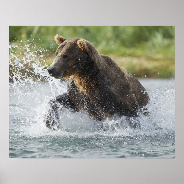 Brown Bear chasing salmon in river Poster (Front)