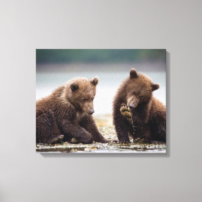 Brown Bear Cubs by the Stream Canvas Print (Front)