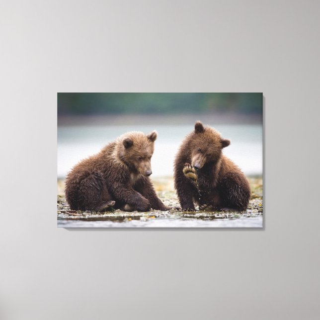 Brown Bear Cubs by the Stream Canvas Print (Front)