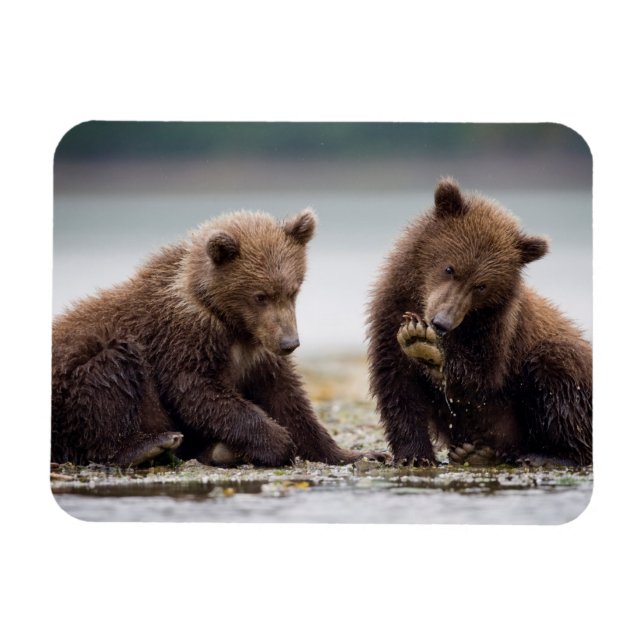 Brown Bear Cubs by the Stream Magnet (Horizontal)