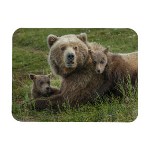 Brown Bear Cubs Cuddling with their Mother Magnet