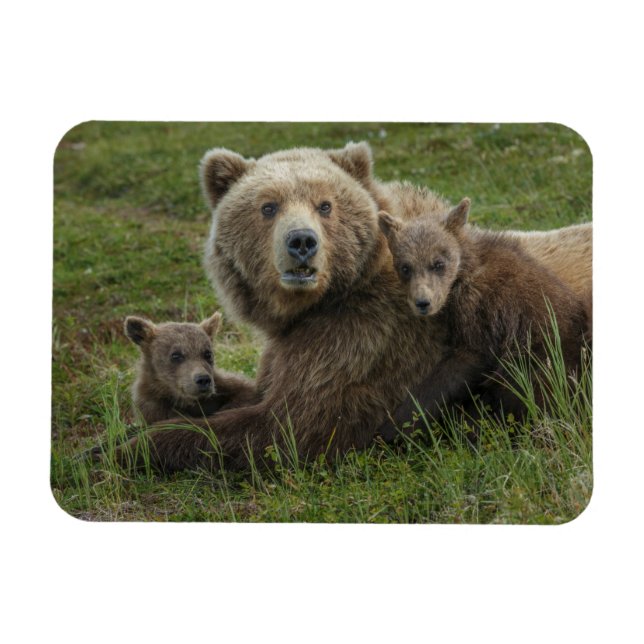 Brown Bear Cubs Cuddling with their Mother Magnet (Horizontal)