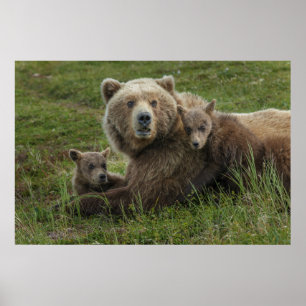 Brown Bear Cubs Cuddling with their Mother Poster
