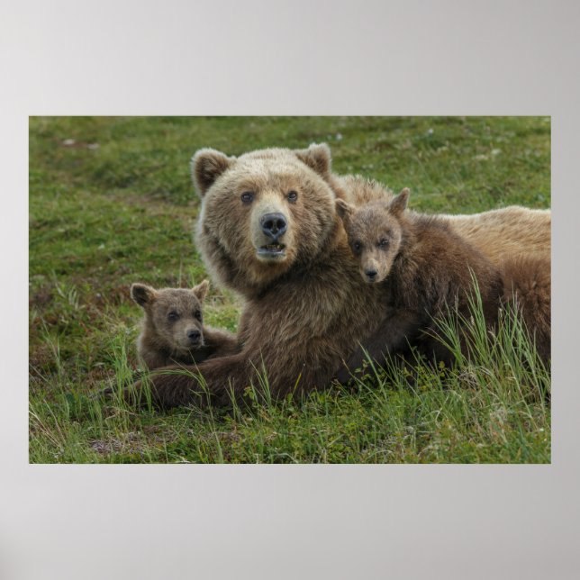 Brown Bear Cubs Cuddling with their Mother Poster (Front)