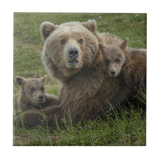 Brown Bear Cubs Cuddling with their Mother Tile (Front)