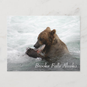 Brown bear eating salmon in Brooks Falls Alaska  Postcard