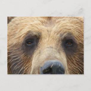 Brown Bear Face Postcard