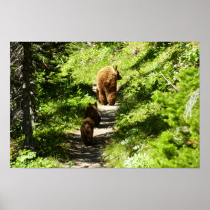 Brown Bear Family Poster