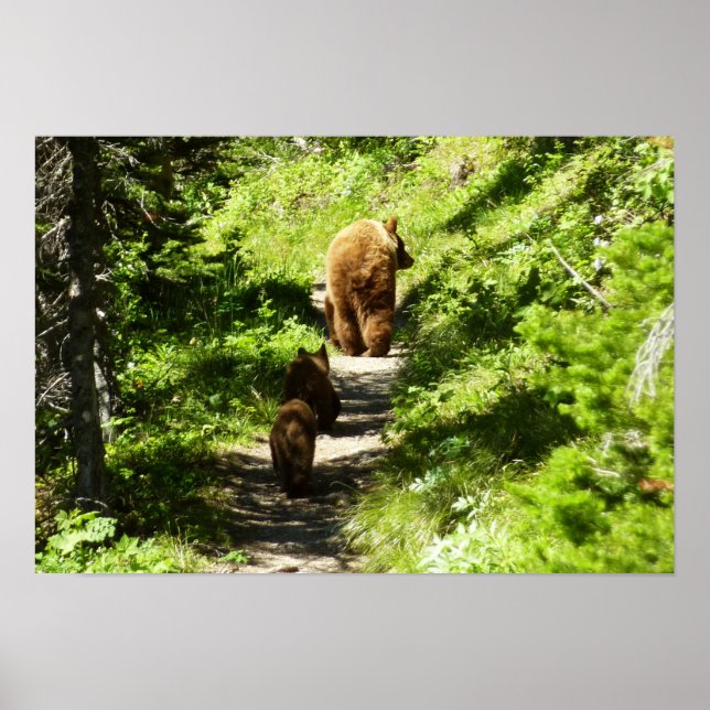 Brown Bear Family Poster (Front)