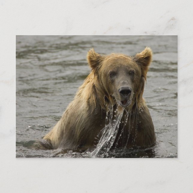 Brown bear fishing postcard (Front)