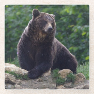 Brown bear glass coaster