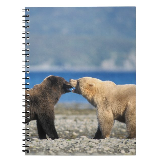 Brown bear, grizzly bear, play on the beach, notebook (Front)