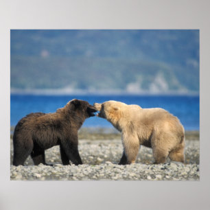 Brown bear, grizzly bear, play on the beach, poster