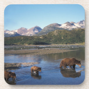 Brown bear, grizzly bear, sow and cubs in coaster