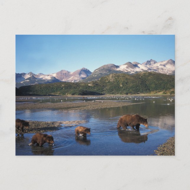 Brown bear, grizzly bear, sow and cubs in postcard (Front)