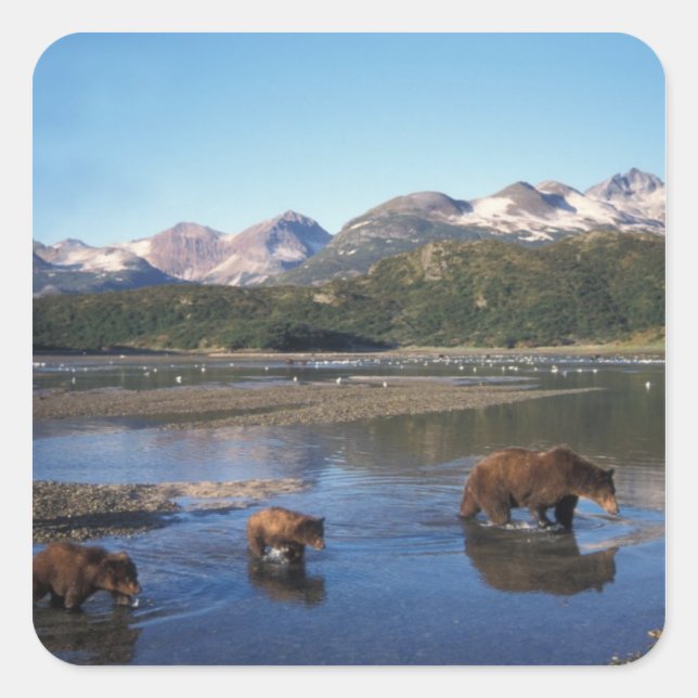 Brown bear, grizzly bear, sow and cubs in square sticker (Front)