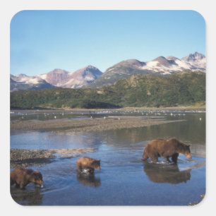 Brown bear, grizzly bear, sow and cubs in square sticker