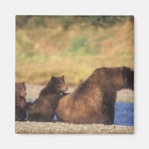 Brown bear, grizzly bear, sow with cubs, magnet