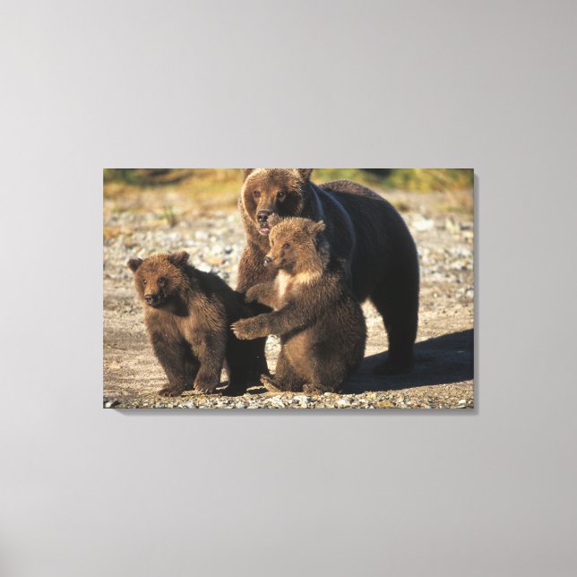 Brown bear, grizzly bear, sow with cubs on coast canvas print (Front)