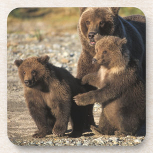 Brown bear, grizzly bear, sow with cubs on coast coaster